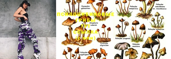 индика Каменногорск
