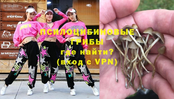 индика Каменногорск